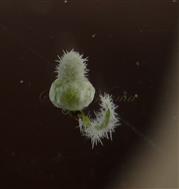  Pistil